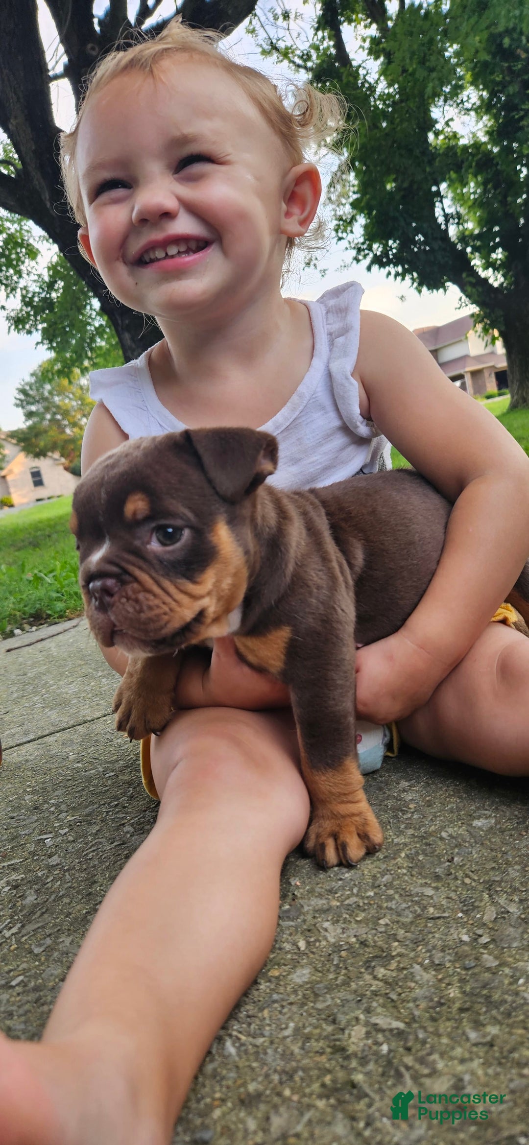 Olde English Bulldogge dogs for sale: Maple - Image 3