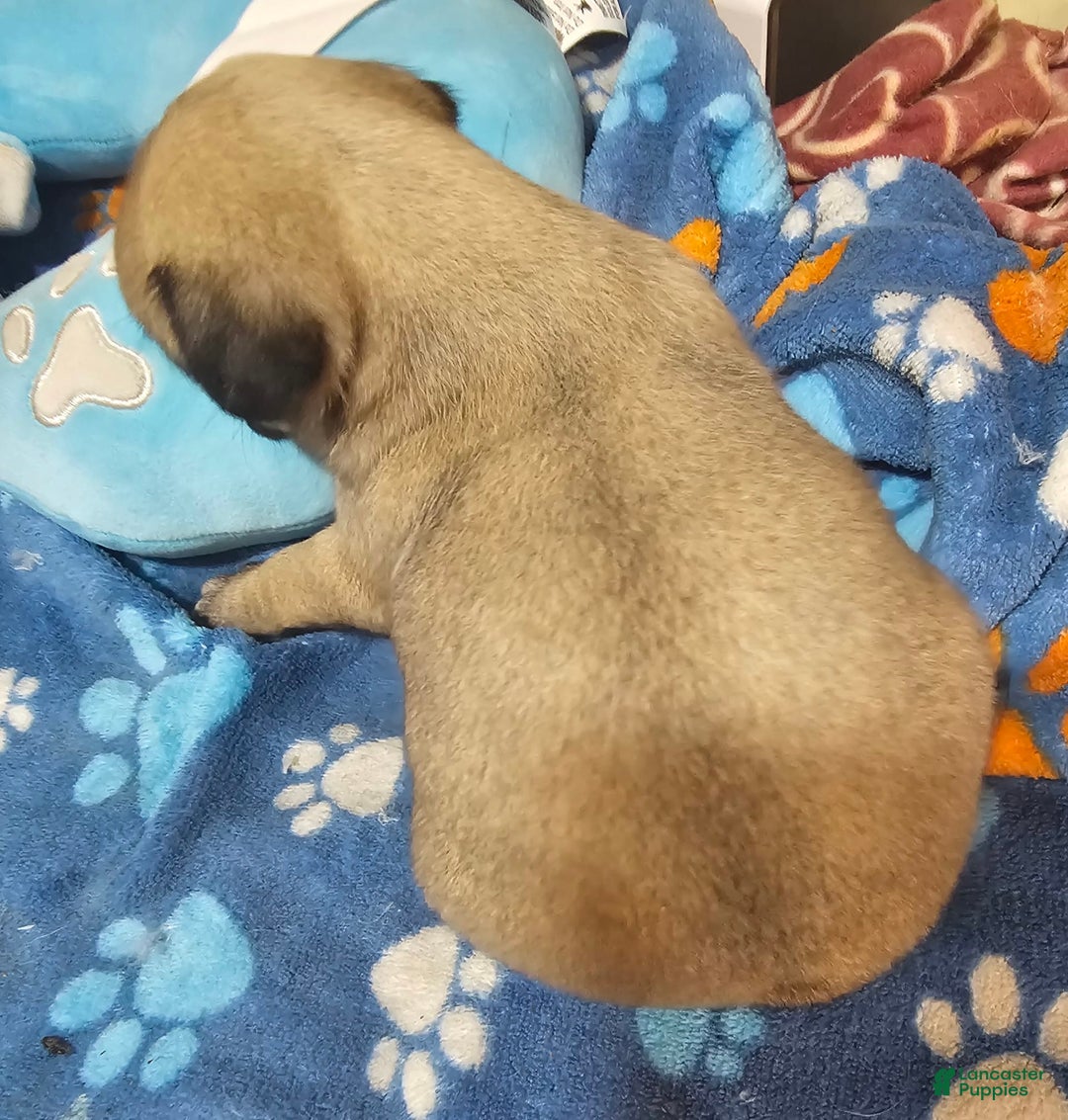 Pug dogs for sale: Mack - Image 7
