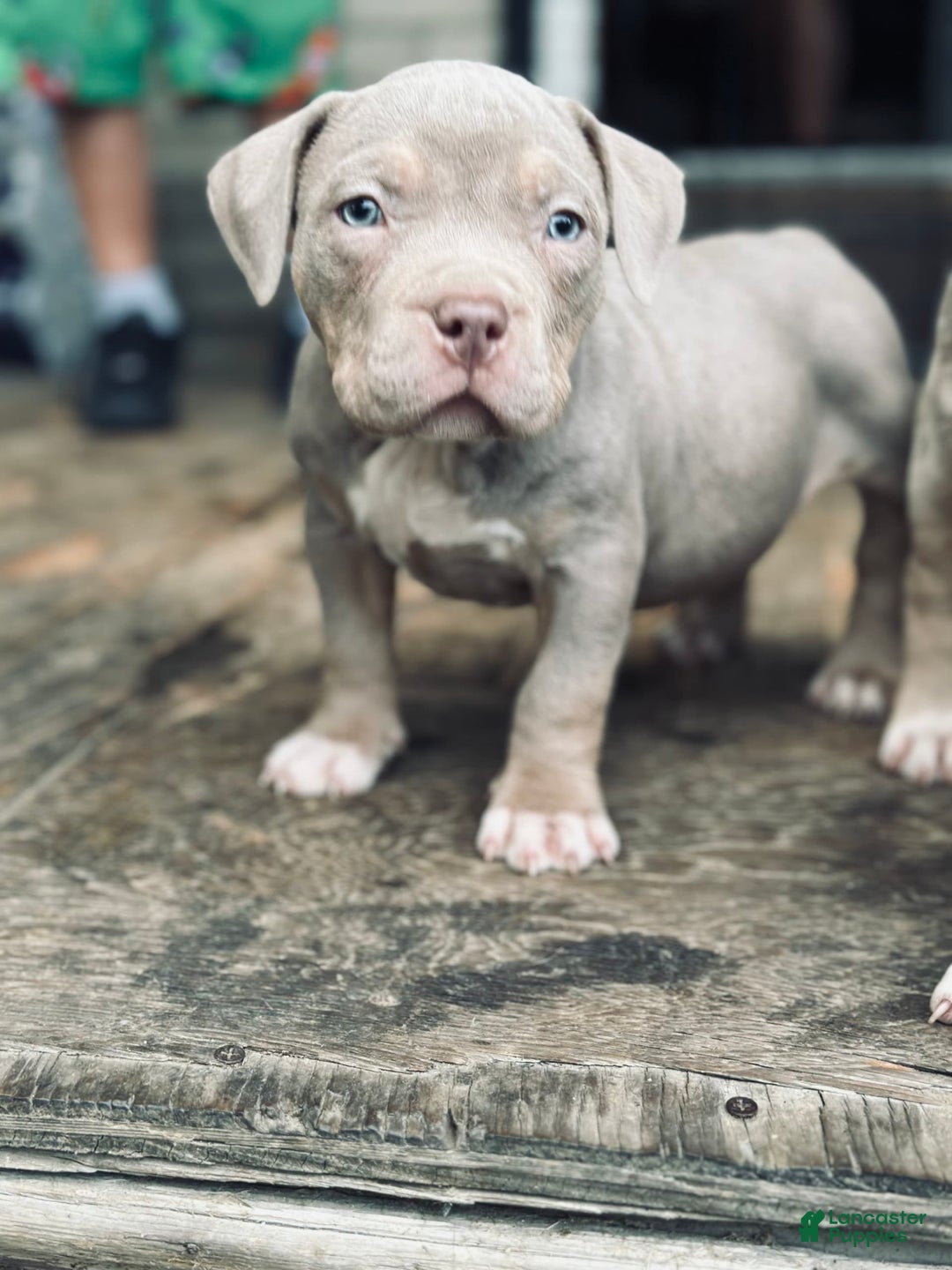 American Bully dogs for sale: Goldy - Image 2