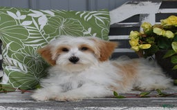 Lhasapoo dogs for sale: Daisy - Image 3