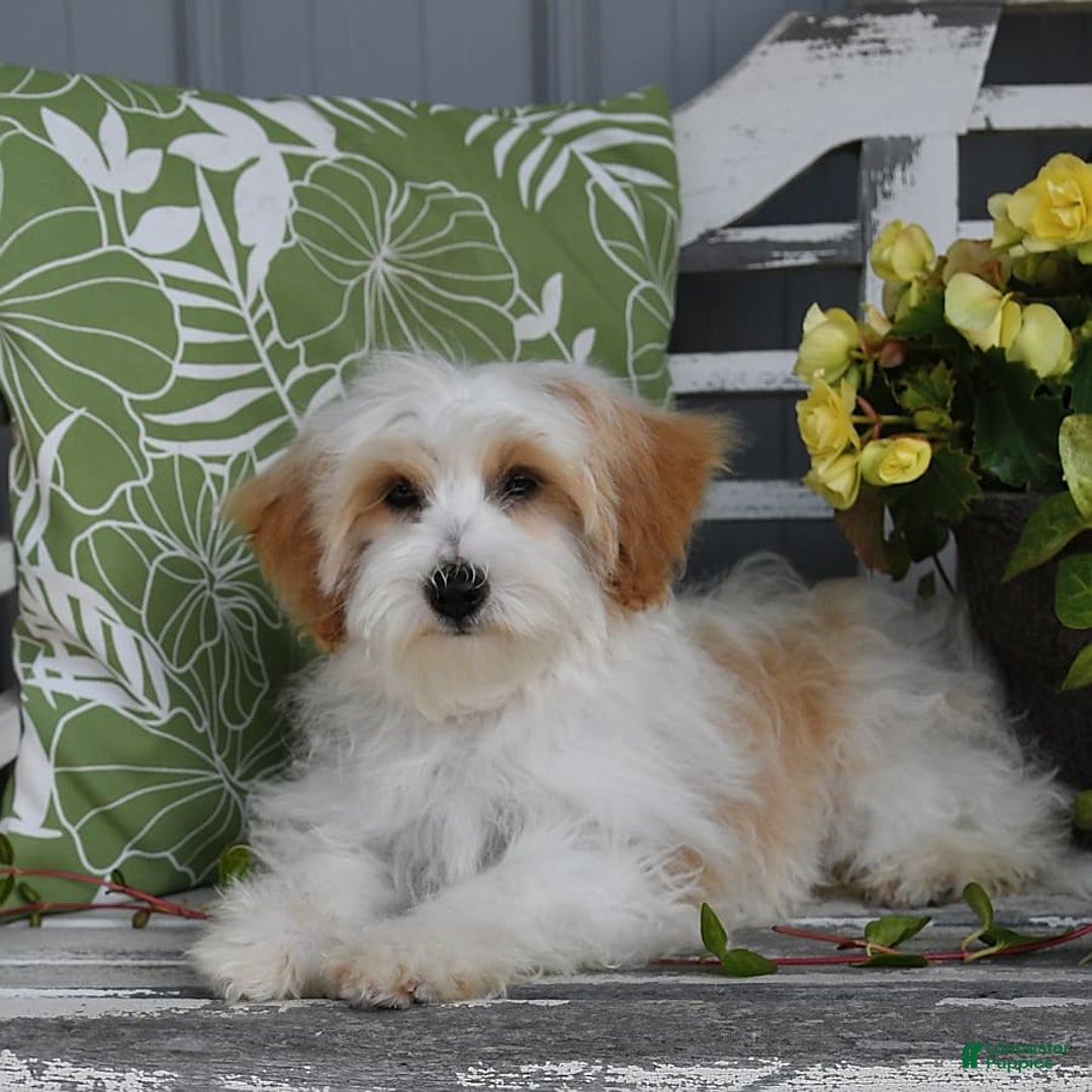 Lhasapoo dogs for sale: Daisy - Image 3