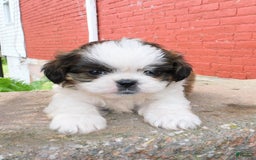 Shih Tzu dogs for sale: Dallas - Image 9
