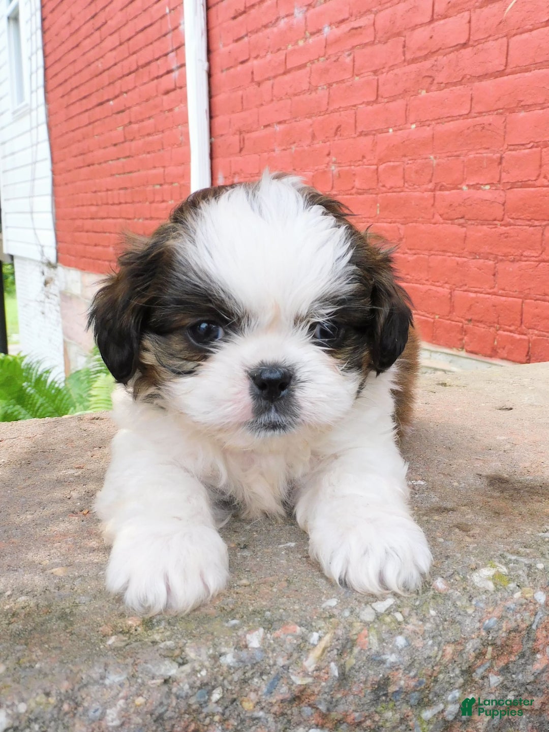 Shih Tzu dogs for sale: Dallas - Image 9