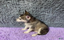 Siberian Husky dogs for sale: Lexy - Image 4