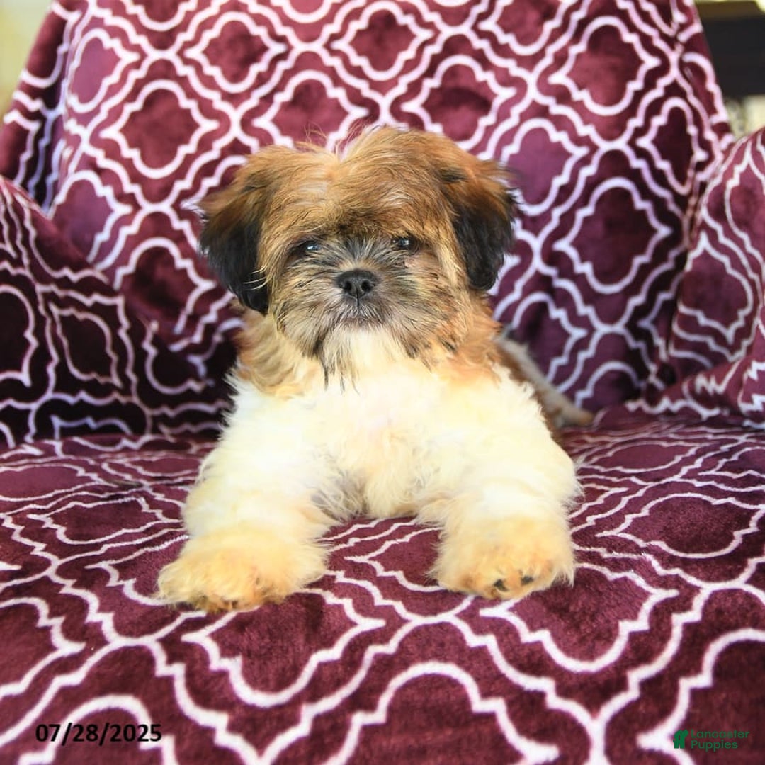 Shih Tzu dogs for sale: Scott - Image 10