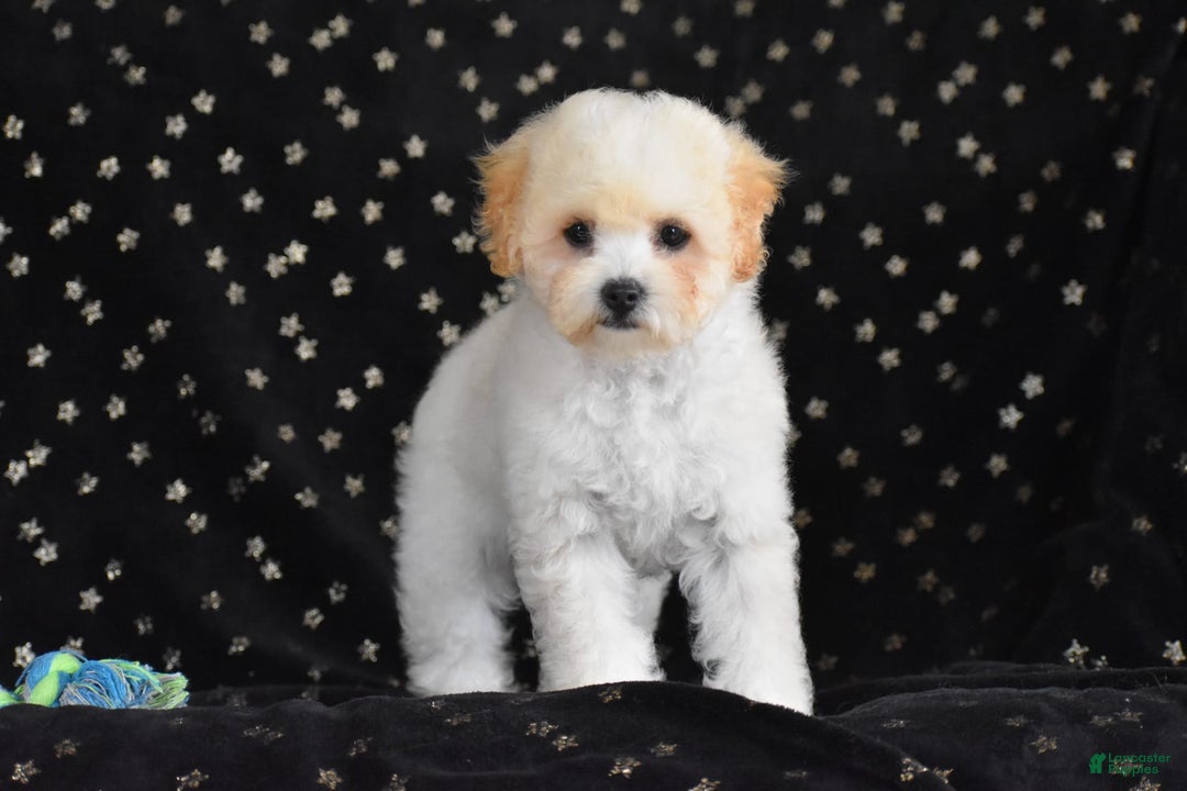 Miniature Poodle dogs for sale: Oakley - Image 5