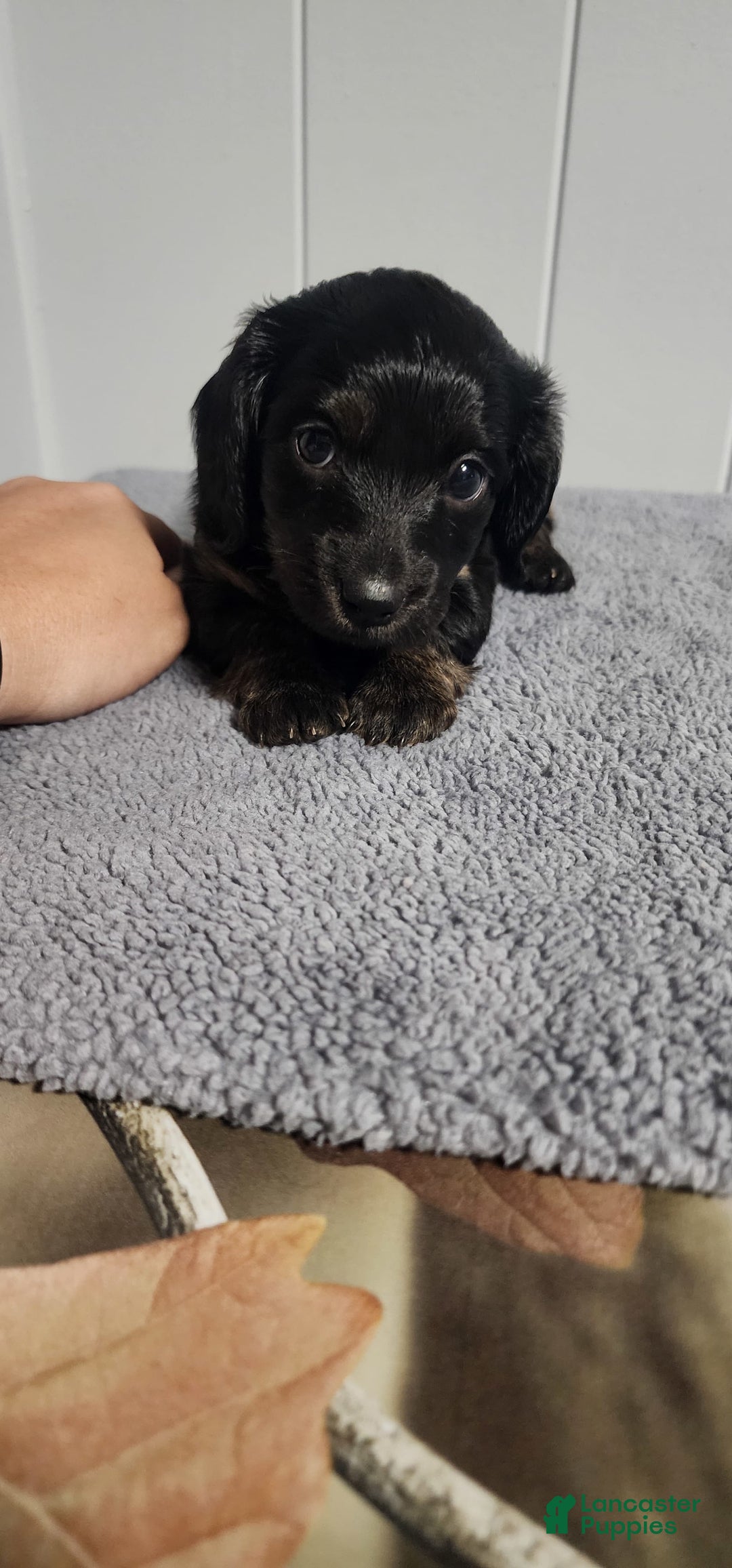 Miniature Dachshund dogs for sale: Maya - Image 8