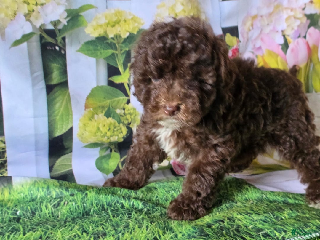 Miniature Poodle dogs for sale: Tulip - Image 4