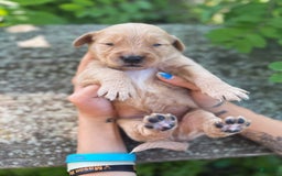 Golden Retriever dogs for sale: Pine - Image 10