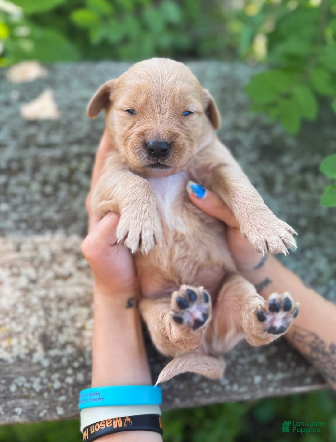 Golden Retriever dogs for sale: Pine - Image 10