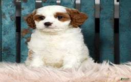 Cavapoo dogs for sale: Cavapoo 4 puppies - Image 5