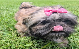 Shih Tzu dogs for sale: Arwen - Image 7