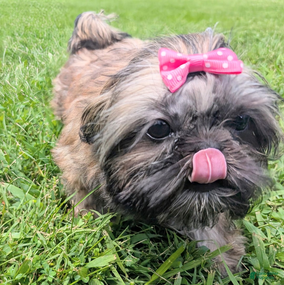 Shih Tzu dogs for sale: Arwen - Image 7