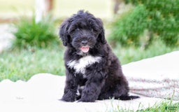 Portuguese Water Dog dogs for sale: Boots - Image 7