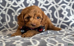 Cockapoo dogs for sale: Cockapoo 3 puppies - Image 6