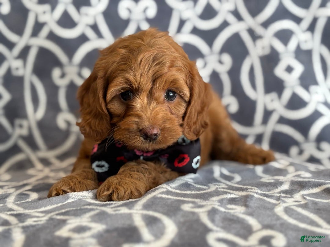 Cockapoo dogs for sale: Cockapoo 3 puppies - Image 6
