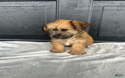 Yochon dogs for sale: Bess - Image 1