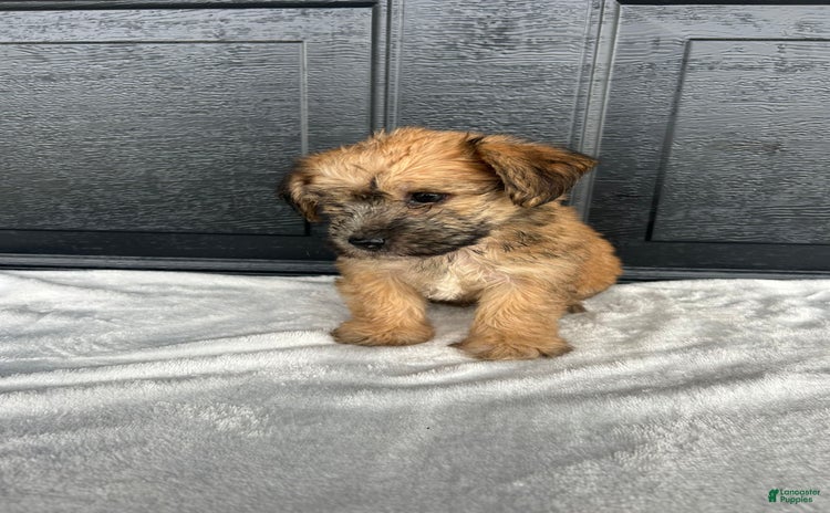 Yochon dogs for sale - Ad 2