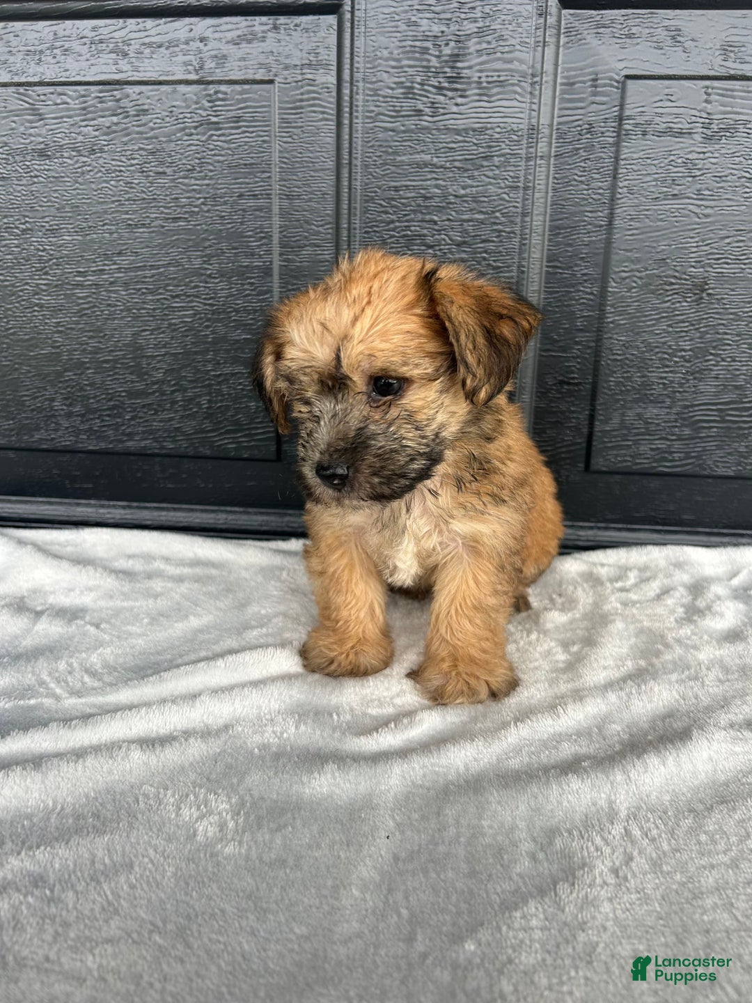 Yochon dogs for sale: Bess - Image 1