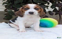 Beagle dogs for sale: Charlie - Image 10