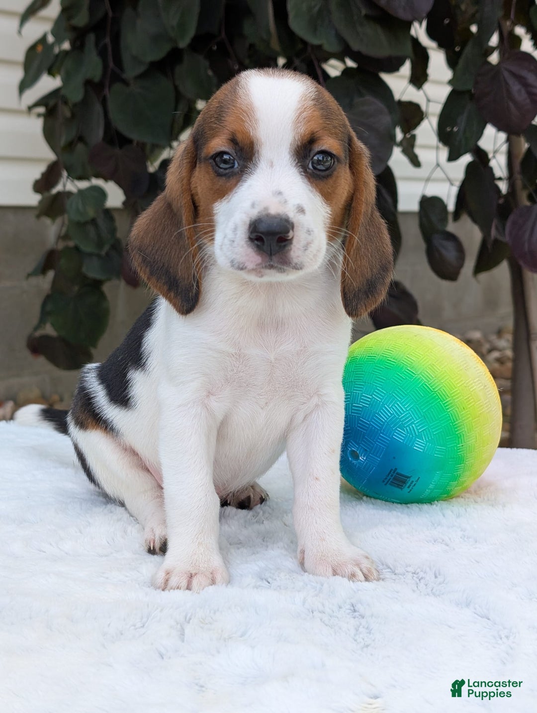 Beagle dogs for sale: Charlie - Image 10