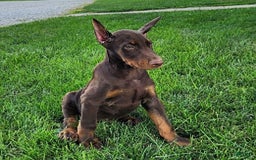Doberman Pinscher dogs for sale: Mark - Image 5