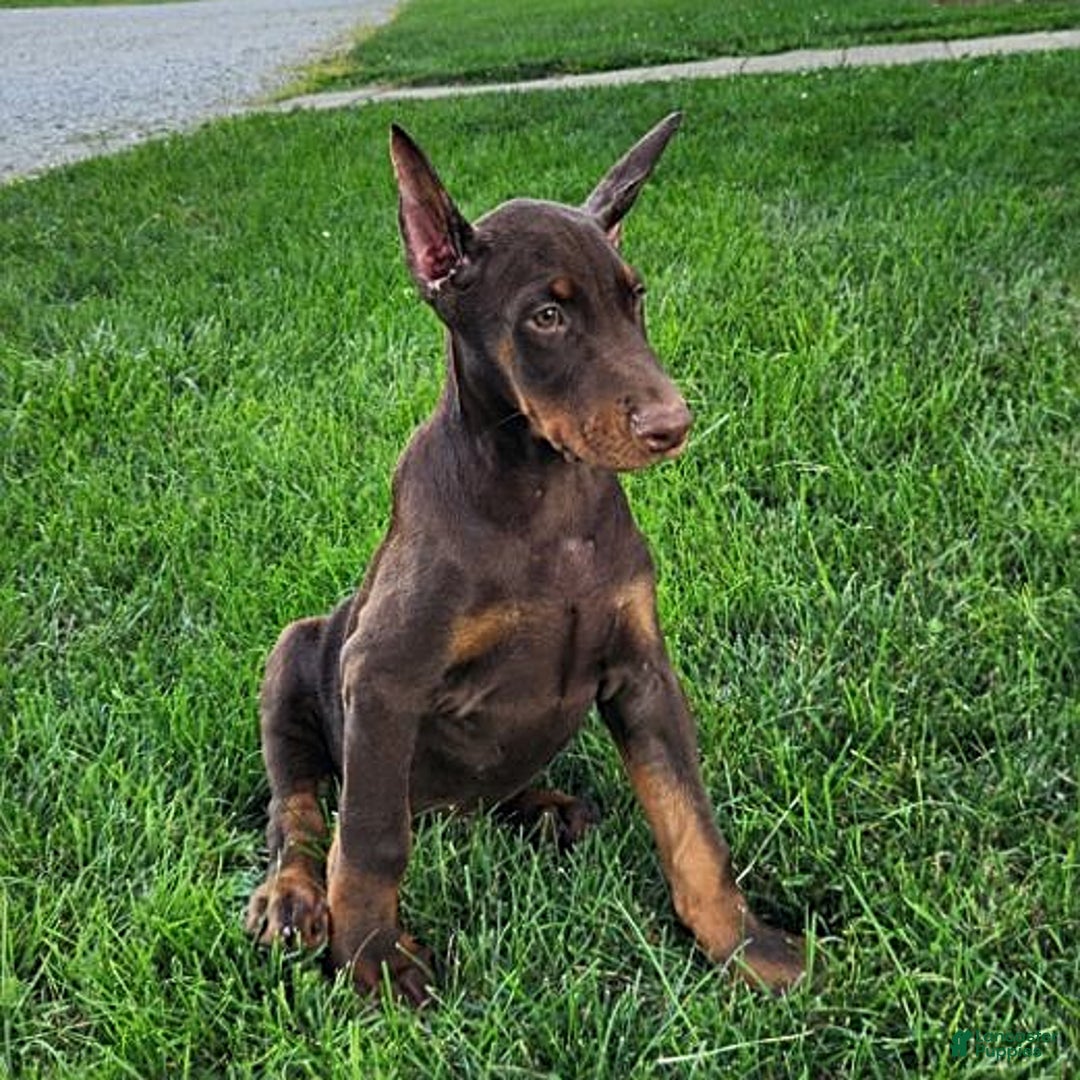 Doberman Pinscher dogs for sale: Mark - Image 5