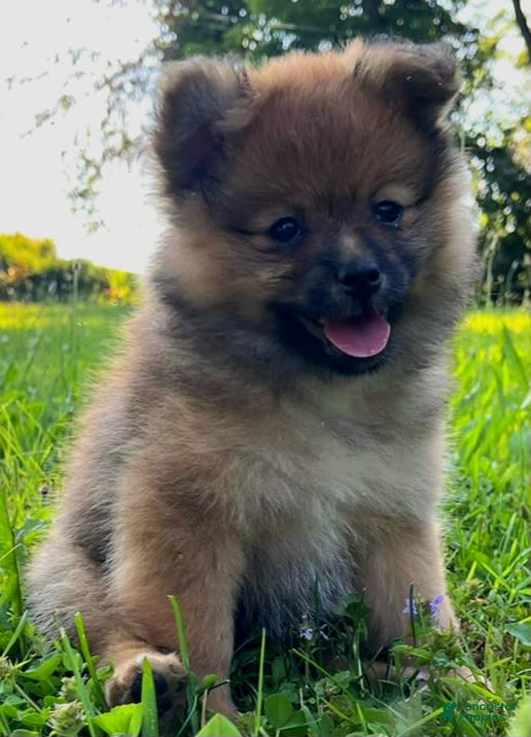 Pomeranian dogs for sale: Andi - Image 1