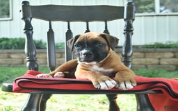 Boxer dogs for sale: Faye - Image 2