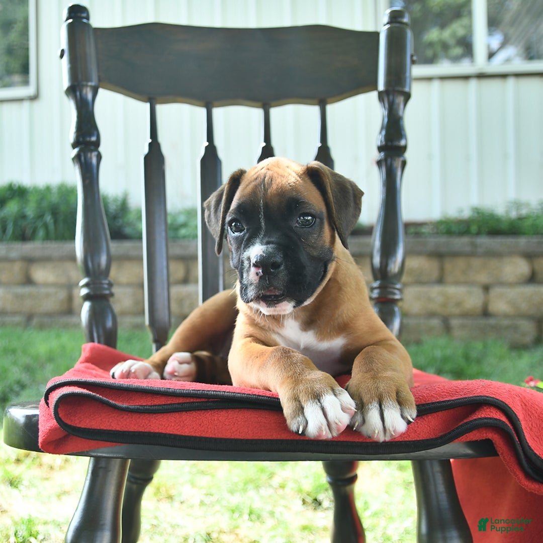 Boxer dogs for sale: Faye - Image 2