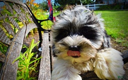 Havapoo dogs for sale: Elvis - Image 9