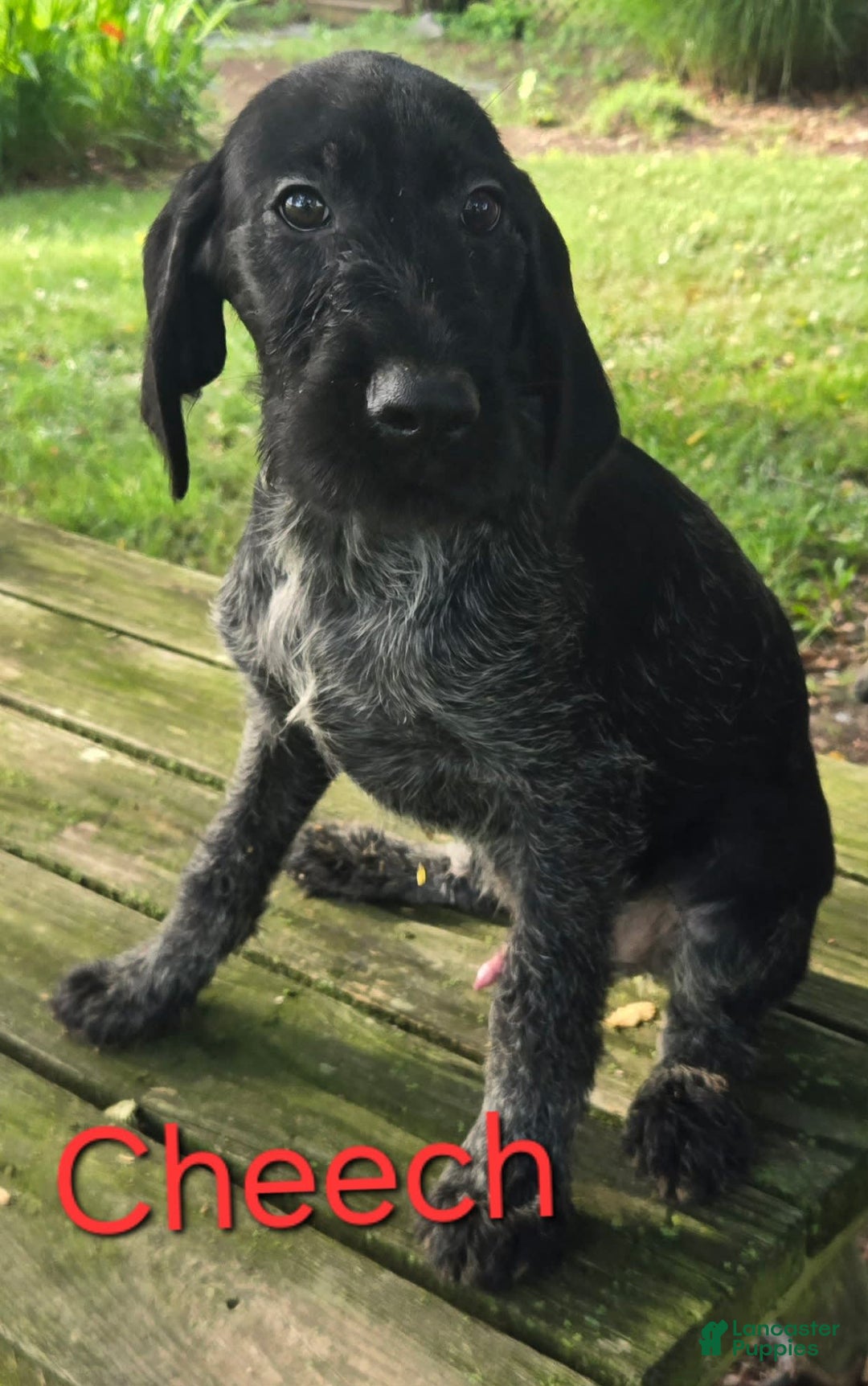 German Shorthaired Pointer dogs for sale: Cheech - Image 1