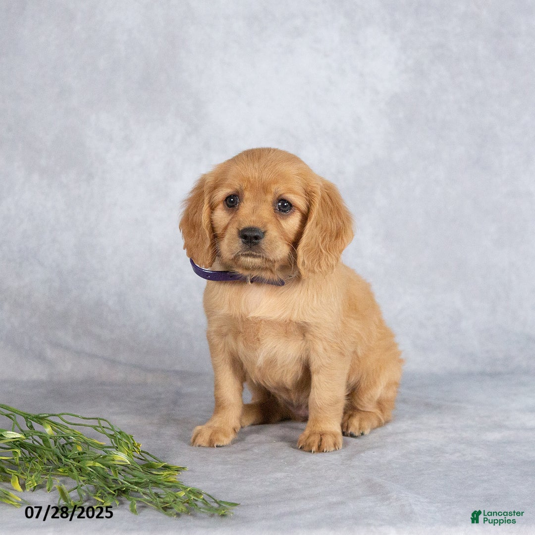Miniature Golden Retriever dogs for sale: August - Image 3