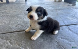 Australian Shepherd dogs for sale: Lime Green Collar - Image 4