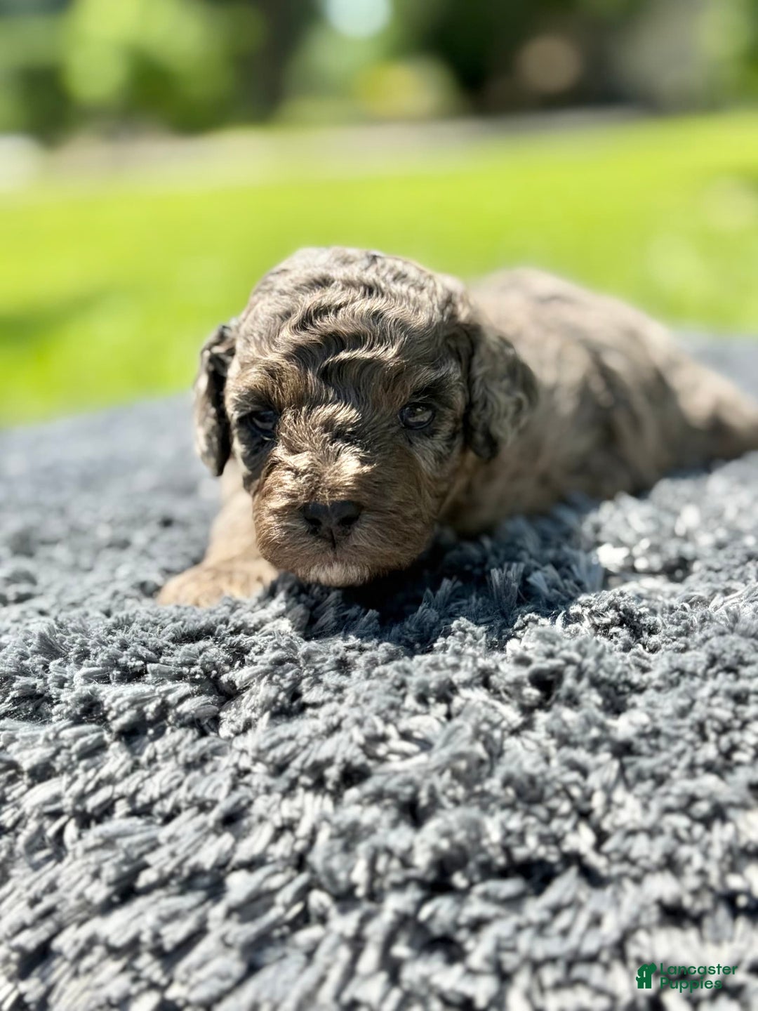 Miniature Poodle dogs for sale: Raya - Image 6