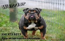 Beabull dogs for sale: Diamond - Image 12