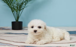 Bichon Frise dogs for sale: Skye - Image 3