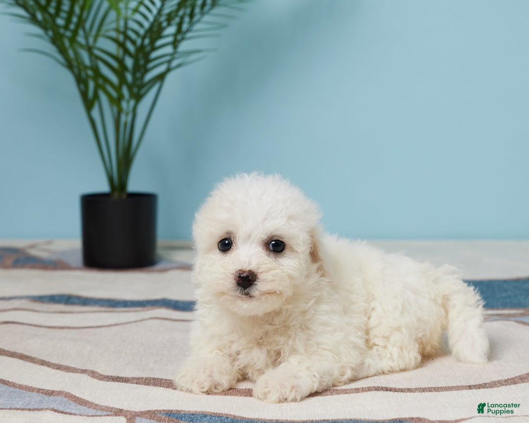 Bichon Frise dogs for sale: Skye - Image 3
