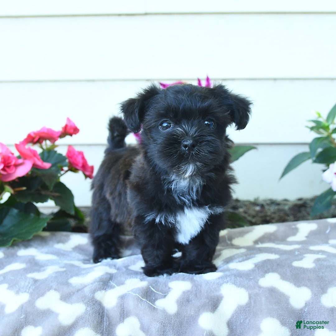 Shorkie dogs for sale: Charles - Image 1