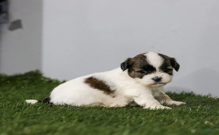 Shihpoo dogs for sale - Ad 2