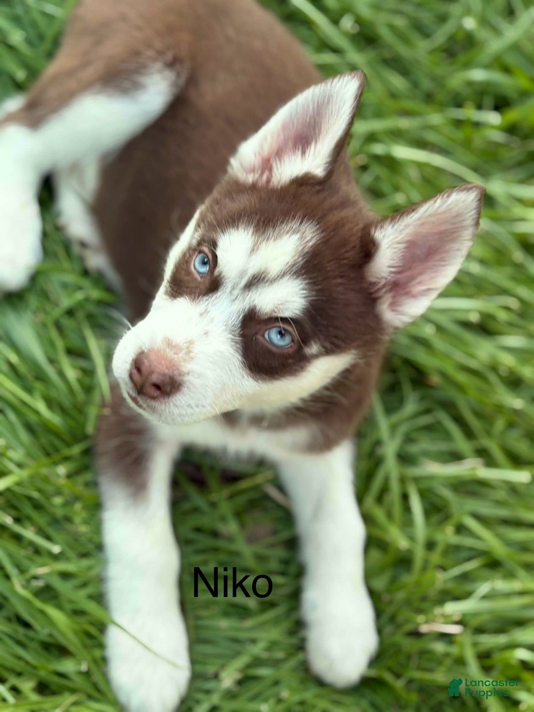 Siberian Husky dogs for sale: Niko - Image 3
