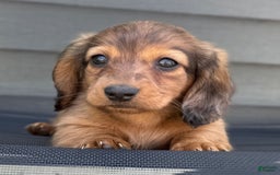 Miniature Dachshund dogs for sale: Snickers - Image 4
