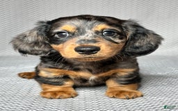 Miniature Dachshund dogs for sale: Mason - Image 5