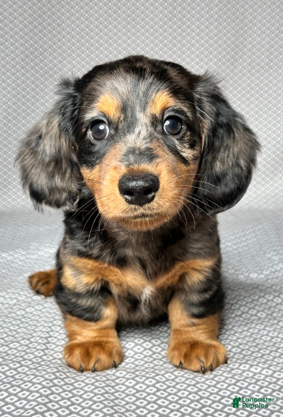 Miniature Dachshund dogs for sale: Mason - Image 5