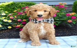 Standard Poodle dogs for sale: Duke - Image 1
