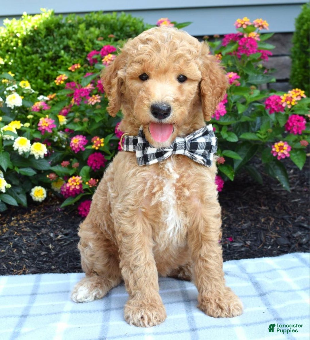 Standard Poodle dogs for sale: Duke - Image 1