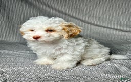 Havapoo dogs for sale: Chase - Image 2