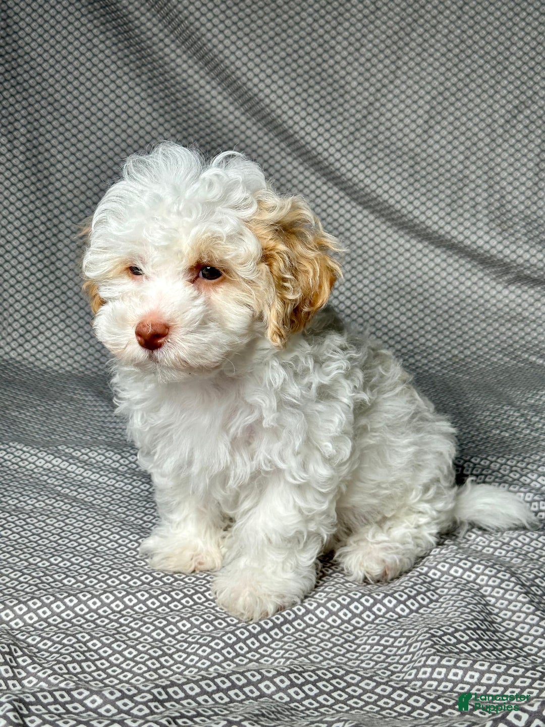 Havapoo dogs for sale: Chase - Image 2