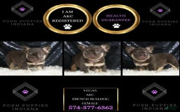 French Bulldog dogs for sale: Vegas - Image 6