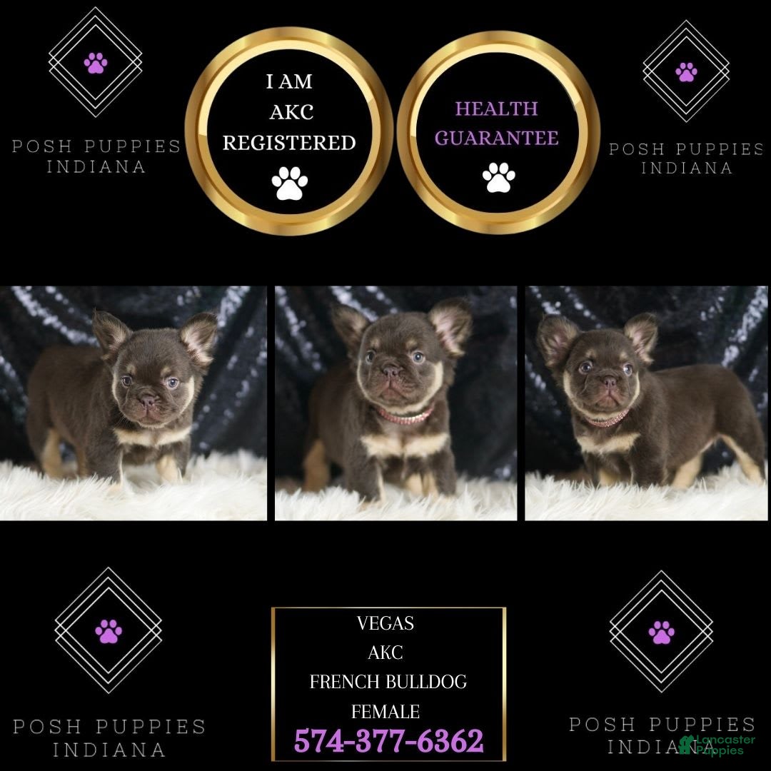 French Bulldog dogs for sale: Vegas - Image 6